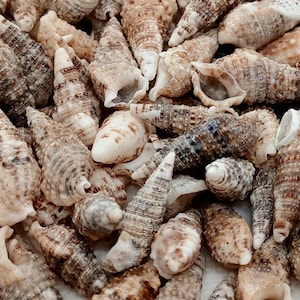 May include: A collection of various seashells in shades of brown, tan, and white. The shells vary in size and shape, with some being long and conical, while others are more rounded. The image is a close-up, showing the intricate details of the shells.