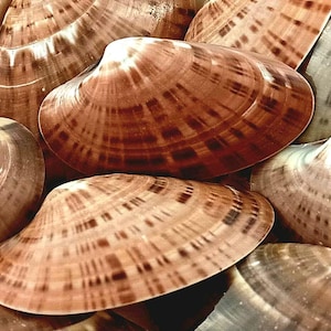 Può includere: Una collezione di varie conchiglie nei toni del marrone, beige e crema. Le conchiglie hanno una consistenza liscia e lucida con motivi e segni intricati. Alcune conchiglie hanno un foro al centro.