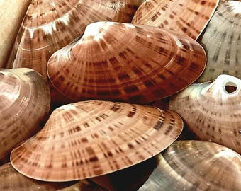 Sunray Venus Clam Shells. Ethically handpicked Florida seashells. Crafts•Nautical Gifts•Shell Collecting•Beach Decor