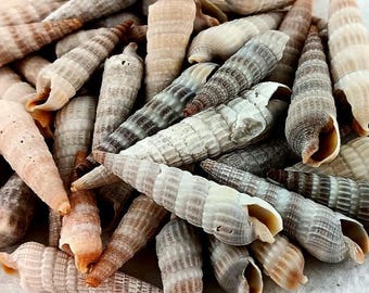 Auger Shells. Florida Seashells. Crafting Shells.