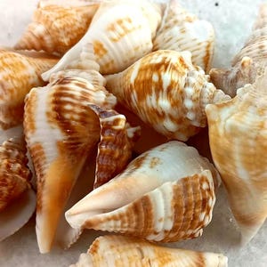 May include: A collection of various seashells in shades of brown, tan, and white. The shells have a spiral shape and textured surfaces. Some shells have a smooth, glossy appearance, while others have a rougher texture. The shells are of different sizes and shapes.