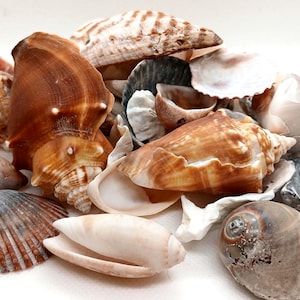 May include: A collection of various seashells in shades of brown, tan, white, and gray. The shells vary in size and shape, with some featuring spiral patterns and others having smooth, textured surfaces. The arrangement creates a natural, coastal aesthetic.