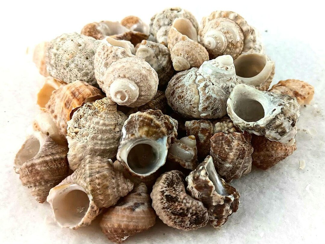 Chestnut Turban Shells. Genuine, Ethically Handpicked Florida Seashells ...