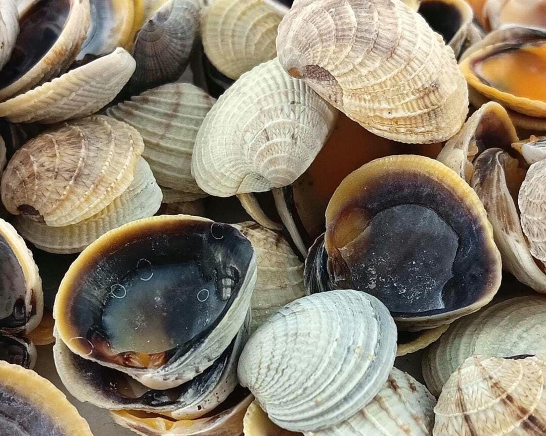 Crossbar Venus Clams Shells. Ethically Handpicked Florida