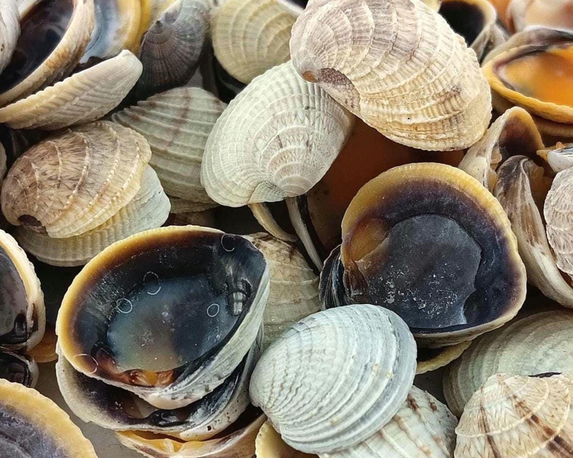 Crossbar Venus Clams Shells. Ethically Handpicked Florida