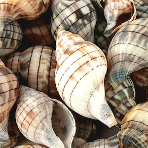 Banded Tulips. Florida Seashells. Crafting Shells.