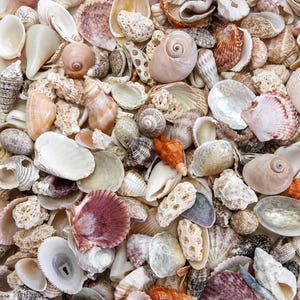 May include: A collection of assorted seashells and coral fragments in various shapes, sizes, and textures. The assortment includes spiral shells, bivalves, and porous white coral pieces in shades of white, tan, brown, orange, and deep purple.