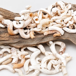 May include: A collection of white, curved, tubular worm shells resting on and around a piece of textured, weathered brown driftwood. The shells are varied in length and thickness, featuring hollow centers and irregular, organic, spiral shapes.