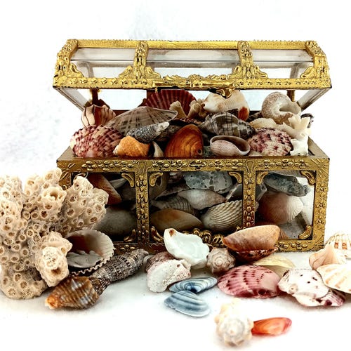 Treasure Shell FLTreasureBoxShells - Etsy