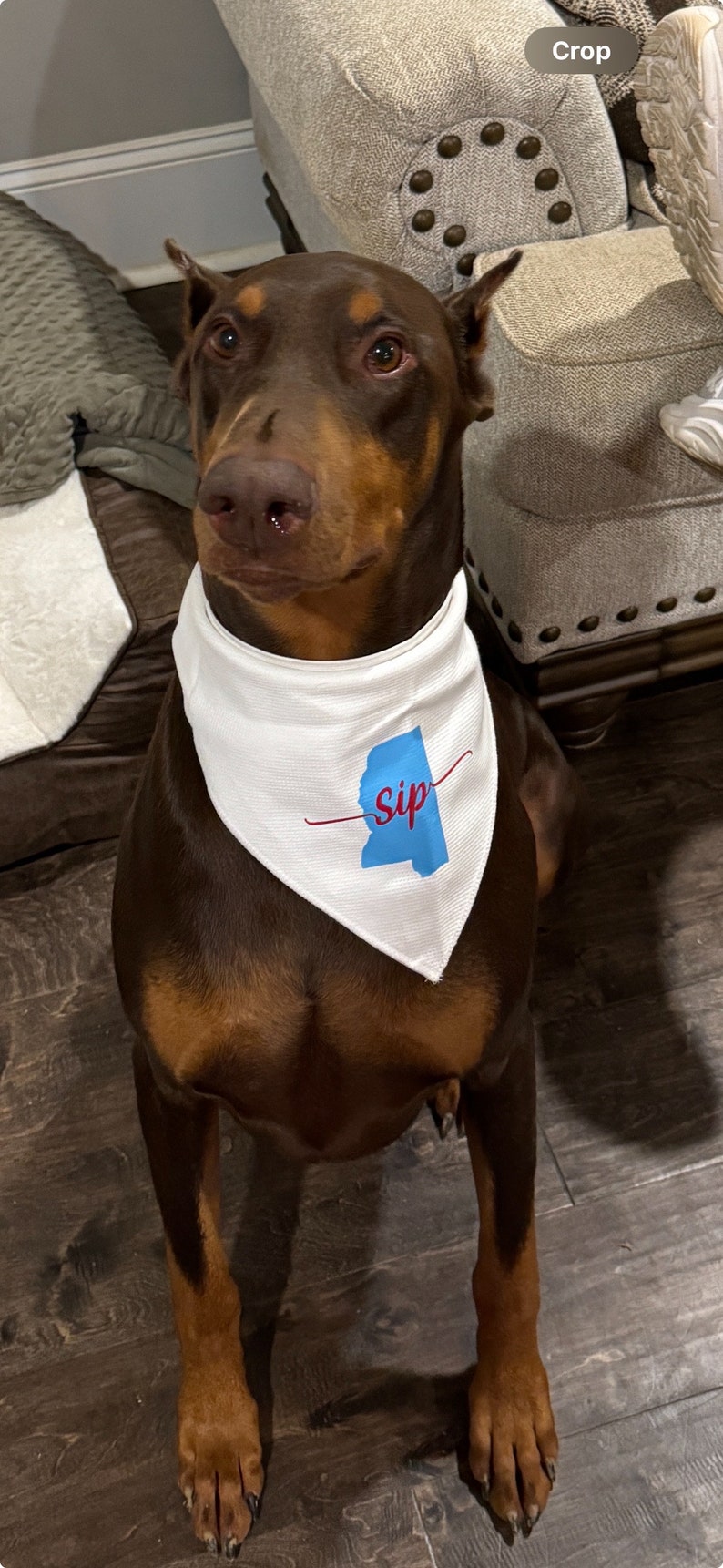May include: A Doberman Pinscher dog wearing a white bandana with a blue and red graphic of the state of Mississippi and the word "sip". The dog has brown fur and is sitting on a wooden floor.