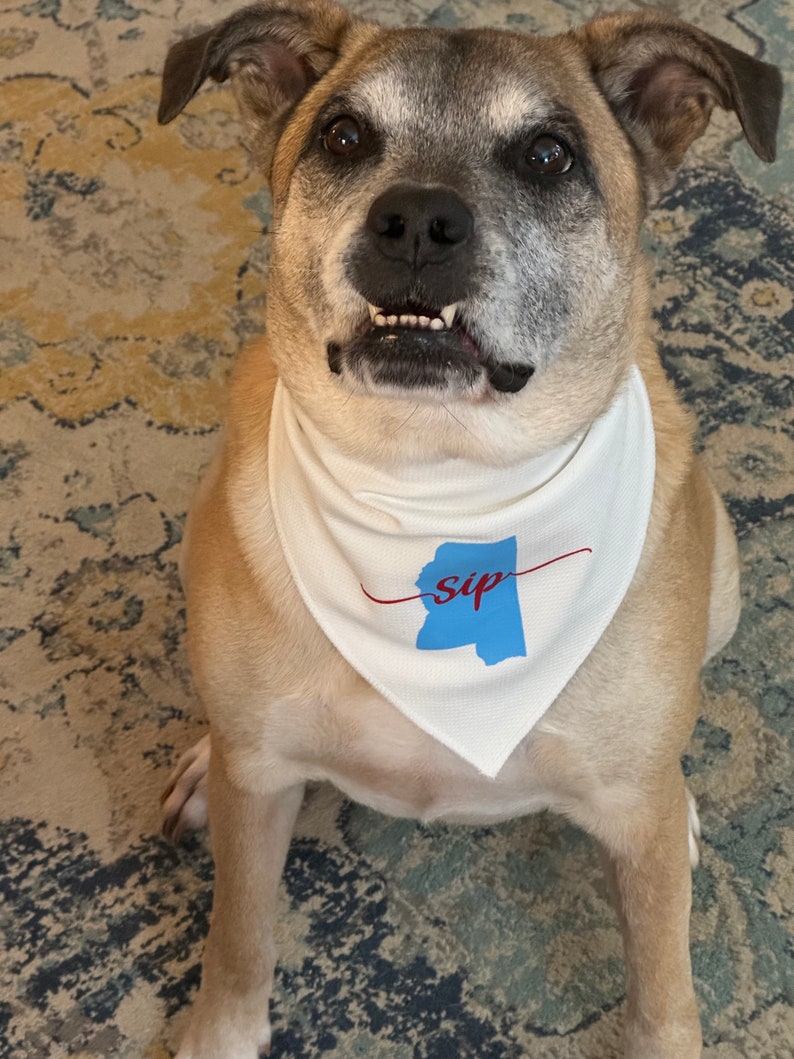 May include: A tan and white dog wearing a white bandana. The bandana features a blue outline of the state of Mississippi with the word "sip" in red script. The dog is sitting and looking at the camera.