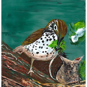May include: An acrylic painting of a bird with brown and white speckled feathers, perched on a brown branch. The bird is feeding a smaller bird in a nest. The background is a dark green color.