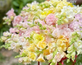 Mixed Color Snapdragon Seeds – 35 Pack Annual Garden Flowers, Cottage Garden, Pollinator-Friendly, Cut Flowers, Vibrant Bloom, Easy Grow