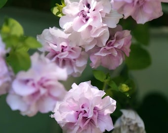 Double Pink Petunia Seeds – 15 Ruffled Flower Seeds for Hanging Baskets, Patio Pots, Cottage Garden & Balcony Planters