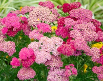 Mixed Yarrow Seeds (50 Seeds) – Colorful Cottage Garden Flowers, Pollinator Flowers, Cut Flowers, Easy to Grow, Long Blooming
