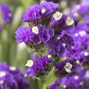 Peut inclure: Gros plan sur des fleurs violettes avec de petits accents blancs. Les fleurs ont une texture froissée et sont regroupées sur une tige verte. L'arrière-plan est flou, avec des touches de vert et de violet.