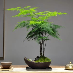 アスパラガスファーンの種 5粒 優雅な羽毛のような観葉植物の種 | 室内観葉植物 | ハンギングバスケットのシダ | コテージガーデン | アスパラガスセタセウス
