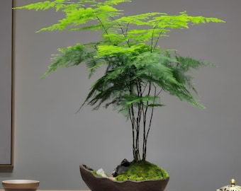 5 Asparagus Fern Seeds  Elegant Feathery Houseplant Seeds | Indoor Green Plant | Hanging Basket Fern | Cottage Garden  | Asparagus Setaceus