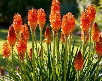Red Hot Poker Seeds, Fiery Torch Blooms, Garden Flowers, Perennial Plants (25 pcs) Cottage Garden Plants