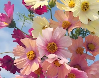 Mixed Cosmos Seeds (30 Pack) – Heirloom Wildflower Mix, Easy to Grow Annual Flowers, Pollinator Friendly, Cottage Garden & Cut Flower