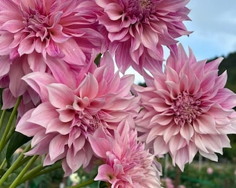 Pink Striped Double Dahlia Seeds (25 Pack) – Large Bloom Heirloom Flowers, Giant Decorative Dahlias, Easy to Grow, Cut Flower Garden