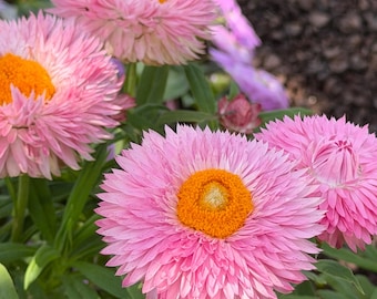 Double Pink Strawflower Seeds (50 Seeds) – Everlasting Cottage Garden Flowers – Drying & Bouquets–Cut Flower–Dried Flower –Long Blooming