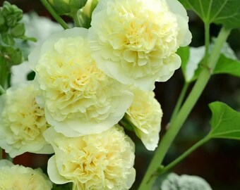 Double Yellow Hollyhock Seeds 20pcs | Alcea Rosea Yellow Flower Seeds | Tall Cottage Garden Flowers | Bright Summer Blooms