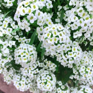 May include: Close-up of a cluster of small, white flowers with yellow centers and green leaves. The flowers are densely packed together, creating a full, textured appearance. The flowers are in a brown pot, with a gray surface in the background.