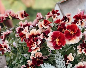Red Ombre Pansy Seeds 20pcs | Viola Flower Seeds  | Easy to Grow Container & Balcony Plants | Cottage Garden Seeds|  Flower borders