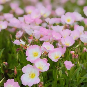Può includere: Un campo di fiori di enotera rosa con centri bianchi e stami gialli, caratterizzato da steli e foglie verdi. Il testo "amanda's seed shop" è stampato in arancione nella parte inferiore centrale dell'immagine sopra i fiori.