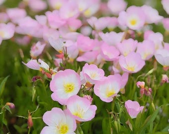 35 Evening Primrose Seeds –  Moonlit Blooms for Night Gardens & Wildflower Meadows, Easy Perennial– Moon Garden Plant – Self-Seeding