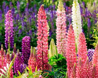 Mixed Russell Lupine Seeds 30+, Perennial Colorful Lupinus, Pollinator Cottage Garden Flower , Cut Flower Garden, Hardy Perennial ,  Border