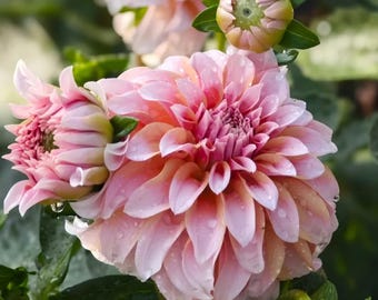 Creamy Peach Dahlia Seeds – Romantic Double Blooms for Cottage Gardens –  Cut Flower Gardens , Containers– Easy to Grow –  Summer Flowers