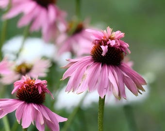 Purple Coneflower Seeds  – Echinacea Flower Seeds – Pollinator Friendly– Cottage Garden Flowers – Easy to Grow– Perennial