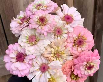 Mixed Double Zinnia Seeds (50 Seeds) – Giant Colorful Cut Flowers, Easy Growing Cottage Garden  , Long Blooming, Beginner-friendly