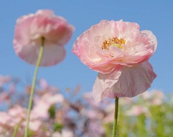Shirley Poppy Seeds (50 Seeds) – Romantic Pastel Wildflower Blooms – Cottage Garden Cut Flowers – Easy to Grow Heirloom Poppies