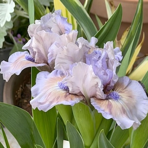 25 graines d'iris | Pétales à volants violets | Vivace facile à cultiver | Fleurs de jardin en pot et chalet