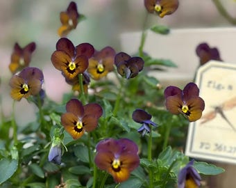 Pansy Seeds 20pcs | Viola Flower Seeds | Colorful Spring Garden Flowers | Easy to Grow Container & Balcony Plants | Cottage Garden Seeds