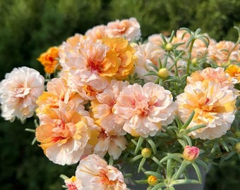 Orange Gradient Moss Rose Seeds –  Portulaca Flowers, Unique Surprise Blooms (30 )–Sunny Containers & Gardens–Heat Tolerant Summer Flowers