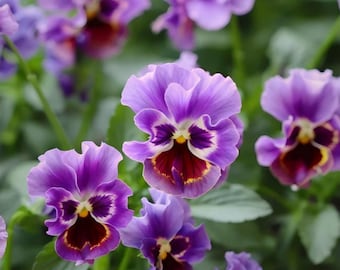 Purple Pansy Seeds 20pcs | Viola Flower Seeds  | Easy to Grow Container & Balcony Plants | Cottage Garden Seeds|  Flower borders