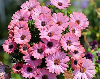 Magical Pink African Daisy Seeds – Soft Pink Osteospermum – Romantic Cottage Garden  – 25 Seeds– Easy Garden Flowers – Beginner Friendly