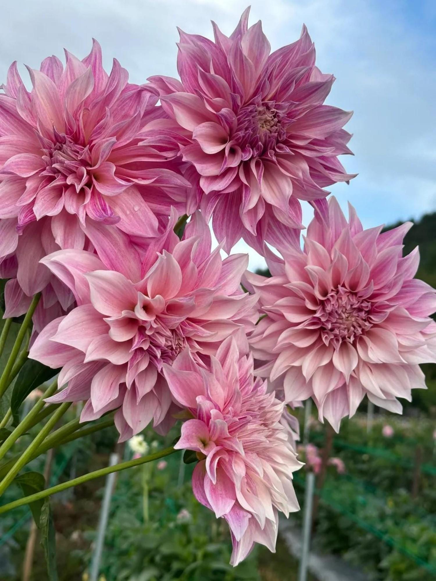 Dahlia bulbs - Etsy 日本 Dahlia bulbs - Etsy 日本