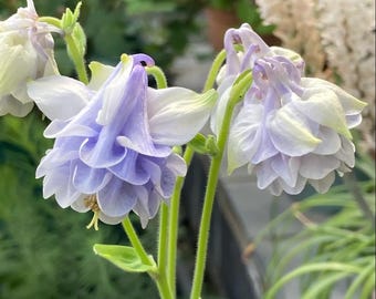 Double Purple Columbine Seeds (30 pcs) Aquilegia Flower Seeds, Ruffled Violet Blooms, Shade Loving Perennial, Cottage Garden Flowers