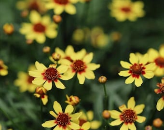 Yellow Coreopsis Seeds (50 Seeds) – Red Center Daisy Flowers – Long Blooming Pollinator Garden Flowers – Easy to Grow