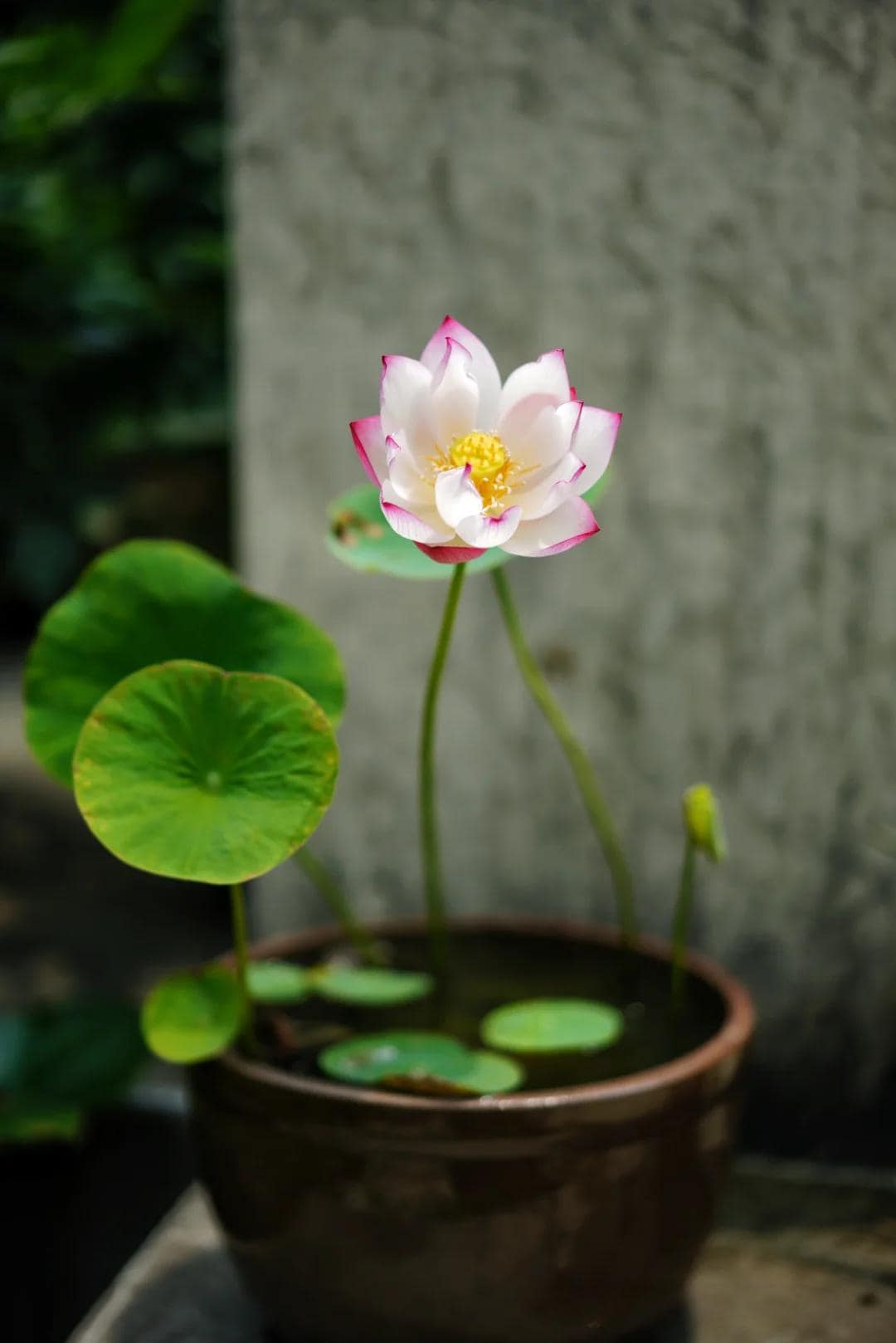 花の蓮の鉢 - Etsy 日本