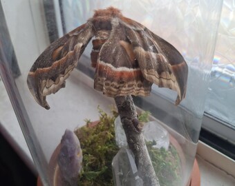 Promethea-decoratie mottenbol