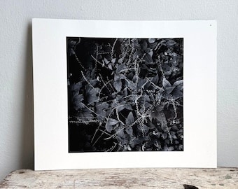 Stampa artistica botanica in bianco e nero su carta testurizzata. 2939