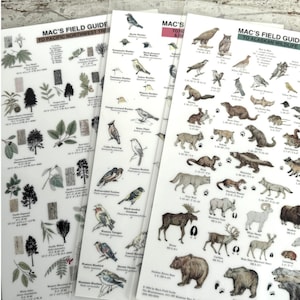 Könnte beinhalten: Drei transparente Kunststoffbögen mit Illustrationen von Vögeln, Bäumen und Tieren. Die Bögen sind mit "MAC'S FIELD GUIDE" beschriftet und enthalten Texte über Bäume im pazifischen Nordwesten und die Tierwelt Alaskas. Die Illustrationen sind detailliert und farbig.