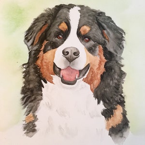 May include: Watercolour painting of a Bernese Mountain Dog with black, white and brown fur. The dog is looking directly at the viewer with its tongue slightly sticking out.