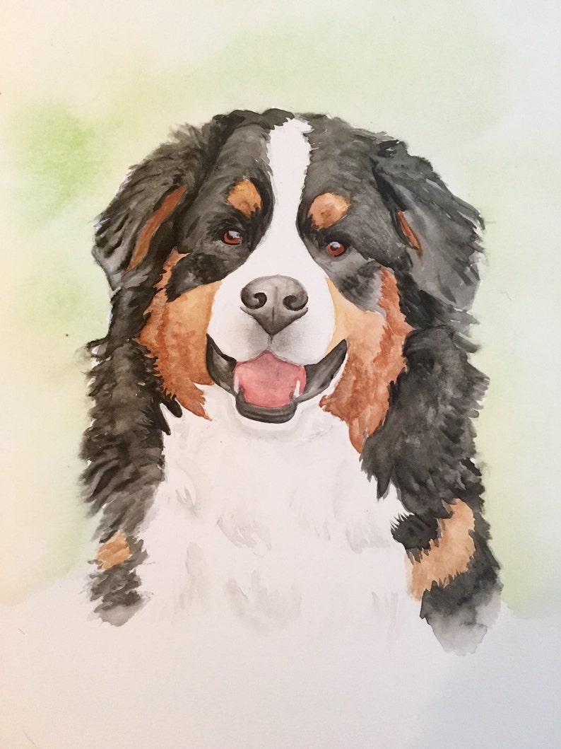 May include: Watercolour painting of a Bernese Mountain Dog with black, white and brown fur. The dog is looking directly at the viewer with its tongue slightly sticking out.